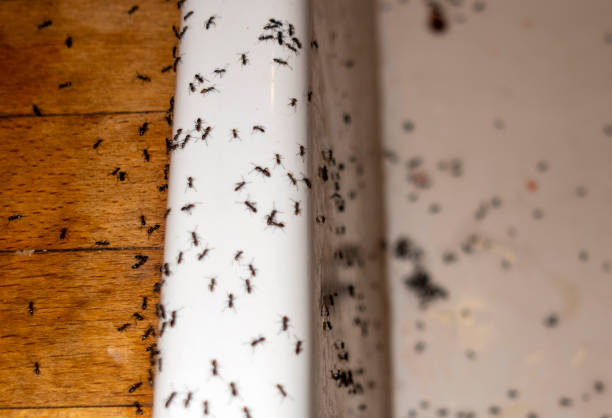 Best Cockroach Control Services  in Waynesboro, MS