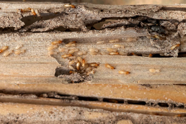 Best Affordable Pest Control Services  in Waynesboro, MS